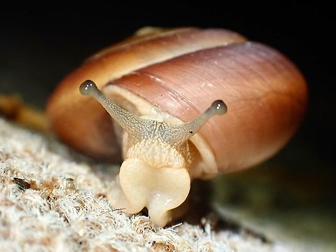 Blinking Snail - Quantula striata Blinking Snail,Malaysia,Penang,Quantula striata,Snail