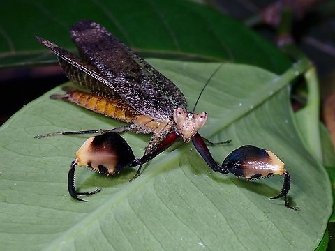 Box or Dance? Boxer Mantis - Astyliasula phyllopus Astyliasula phyllopus,Boxer Mantis,Malaysia,Mantis,Penang,Praying Mantis