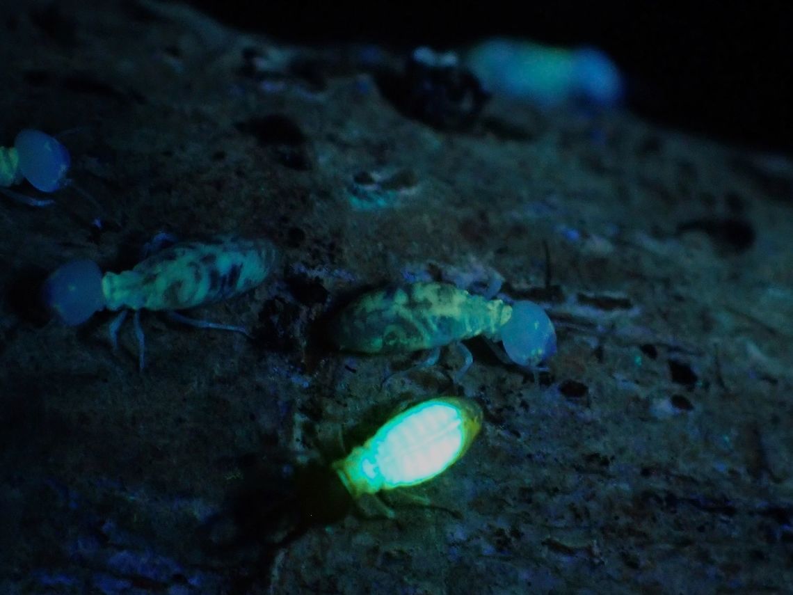 Glowing Termites Termites glowing under UV lighting.<br />
Only the Soldier Termites glows completely whereas the Worker Termites doesn&#039;t seems to glow too much.<br />
Was told the glow comes from the Fungi that fed on.<br />
<br />
<figure class="photo"><a href="https://www.jungledragon.com/image/122336/termites_-_globitermes_sulphureus.html" title="Termites - Globitermes sulphureus"><img src="https://s3.amazonaws.com/media.jungledragon.com/images/2994/122336_thumb.jpeg?AWSAccessKeyId=05GMT0V3GWVNE7GGM1R2&Expires=1765411210&Signature=OoOWxq4V4TclV5O9%2FETzuiUk9TU%3D" width="200" height="150" alt="Termites - Globitermes sulphureus The Soldier Termites stands out from Soldier Termites not just from their mandibles but by the yellowish body. Globitermes sulphureus,Malaysia,Penang,Termites" /></a></figure> Globitermes sulphureus,Malaysia,Penang,Termites,Ultra Violet Light