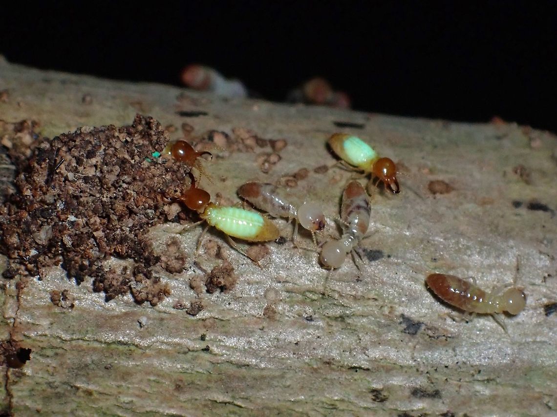 Termites - Globitermes sulphureus The Soldier Termites stands out from Soldier Termites not just from their mandibles but by the yellowish body. Globitermes sulphureus,Malaysia,Penang,Termites