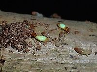 Termites - Globitermes sulphureus The Soldier Termites stands out from Soldier Termites not just from their mandibles but by the yellowish body. Globitermes sulphureus,Malaysia,Penang,Termites
