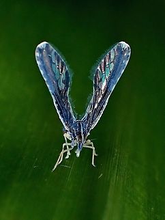 Derbid Planthopper - Proutista moesta Tiny Planthopper, with wing span around 5-6 mm, and much smaller body. Derbid Planthopper,Hopper,Malaysia,Penang,Planthopper,Proutista moesta
