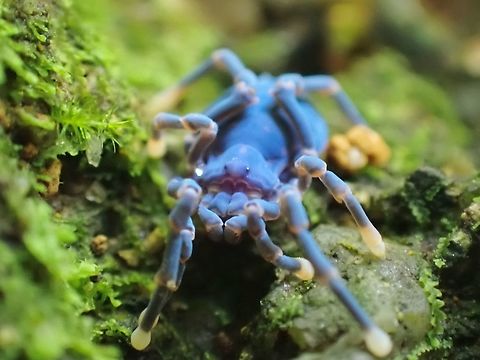 Harvestman - Sandokan malayanus Picture taken with UV lighting.

https://www.jungledragon.com/image/122339/harvestman_-_sandokan_malayanus.html Harvestman,Malaysia,Penang,Sandokan malayanus,Ultra Violet Light