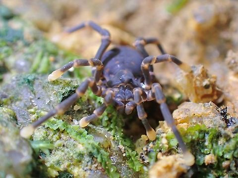 Harvestman - Sandokan malayanus  Harvestman,Malaysia,Penang,Sandokan malayanus