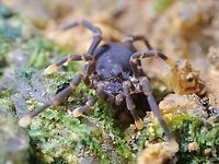 Harvestman - Sandokan malayanus  Harvestman,Malaysia,Penang,Sandokan malayanus