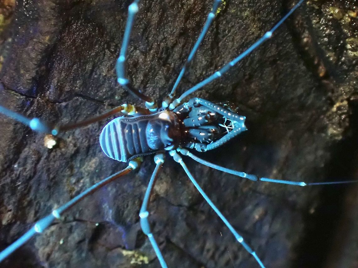 Harvestman - Epedanidae  Epedanidae,Harvestman,Malaysia,Penang,Ultra Violet Light