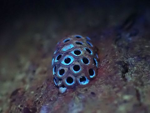 Ootheca Blues Hatched Ootheca of Phasmid from subfamily Korinninae, surprised to see some glows on it under UV light. Korinninae,Malaysia,Ootheca,Penang,Phasmatodea,Phasmid,Phasmida,Stick Insect,Ultra Violet Light