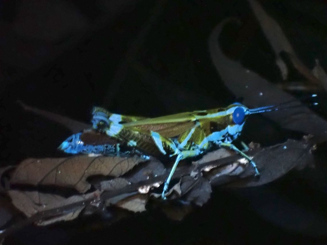 Grasshopper Picture taken under UV lighting.<br />
<br />
<figure class="photo"><a href="https://www.jungledragon.com/image/122343/grasshopper.html" title="Grasshopper"><img src="https://s3.amazonaws.com/media.jungledragon.com/images/2994/122343_thumb.jpeg?AWSAccessKeyId=05GMT0V3GWVNE7GGM1R2&Expires=1759968010&Signature=hrItzTbCHw1rH7W%2FhQmwUofLCZ8%3D" width="200" height="150" alt="Grasshopper  Acrididae,Grasshopper,Malaysia,Penang" /></a></figure> Acrididae,Grasshopper,Malaysia,Penang,Ultra Violet Light
