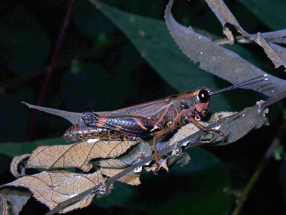 Grasshopper  Acrididae,Grasshopper,Malaysia,Penang