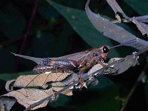 Grasshopper  Acrididae,Grasshopper,Malaysia,Penang