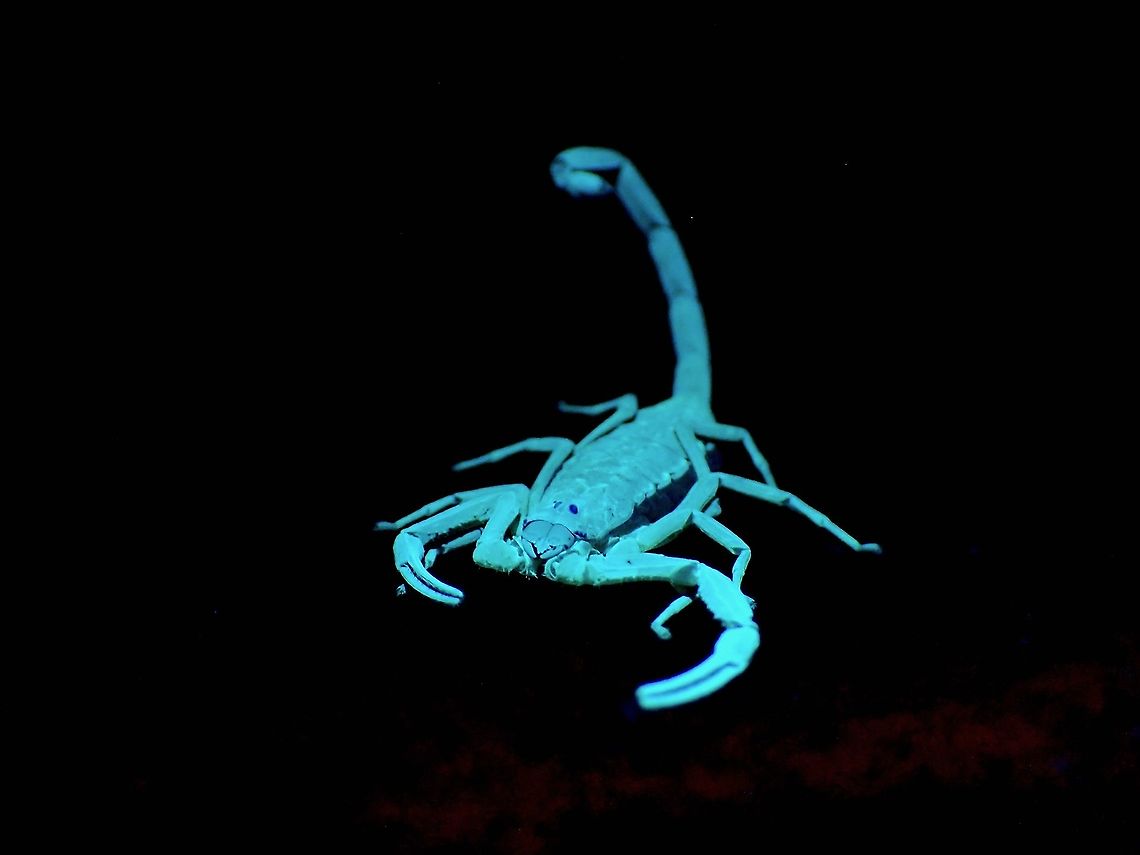 Wood Scorpion - Lychas scutilus  Arrowbreasted Scorpion,Lychas scutilus,Malaysia,Penang,Ultra Violet Light,Wood Scorpion