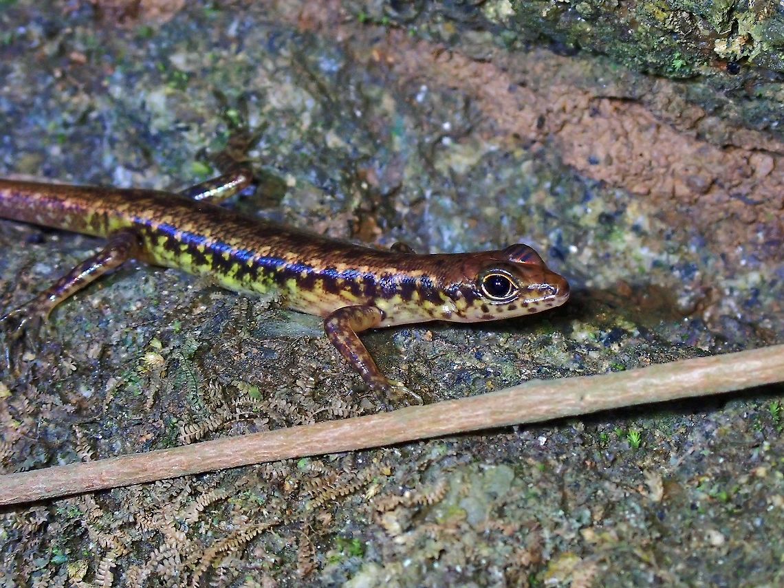 Forest Skink - Sphenomorphus scotophilus  Forest Skink,Malaysia,Penang,Skink,Sphenomorphus scotophilus