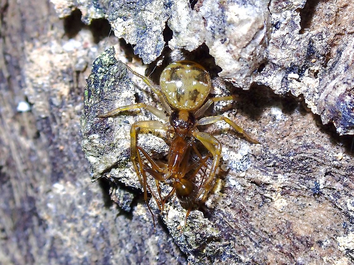 Crab Spider feeding Tiny Spider, around 5-6 mm from head to end of abdomen. Crab Spider,Malaysia,Penang,Philodamia hilaris,Spider