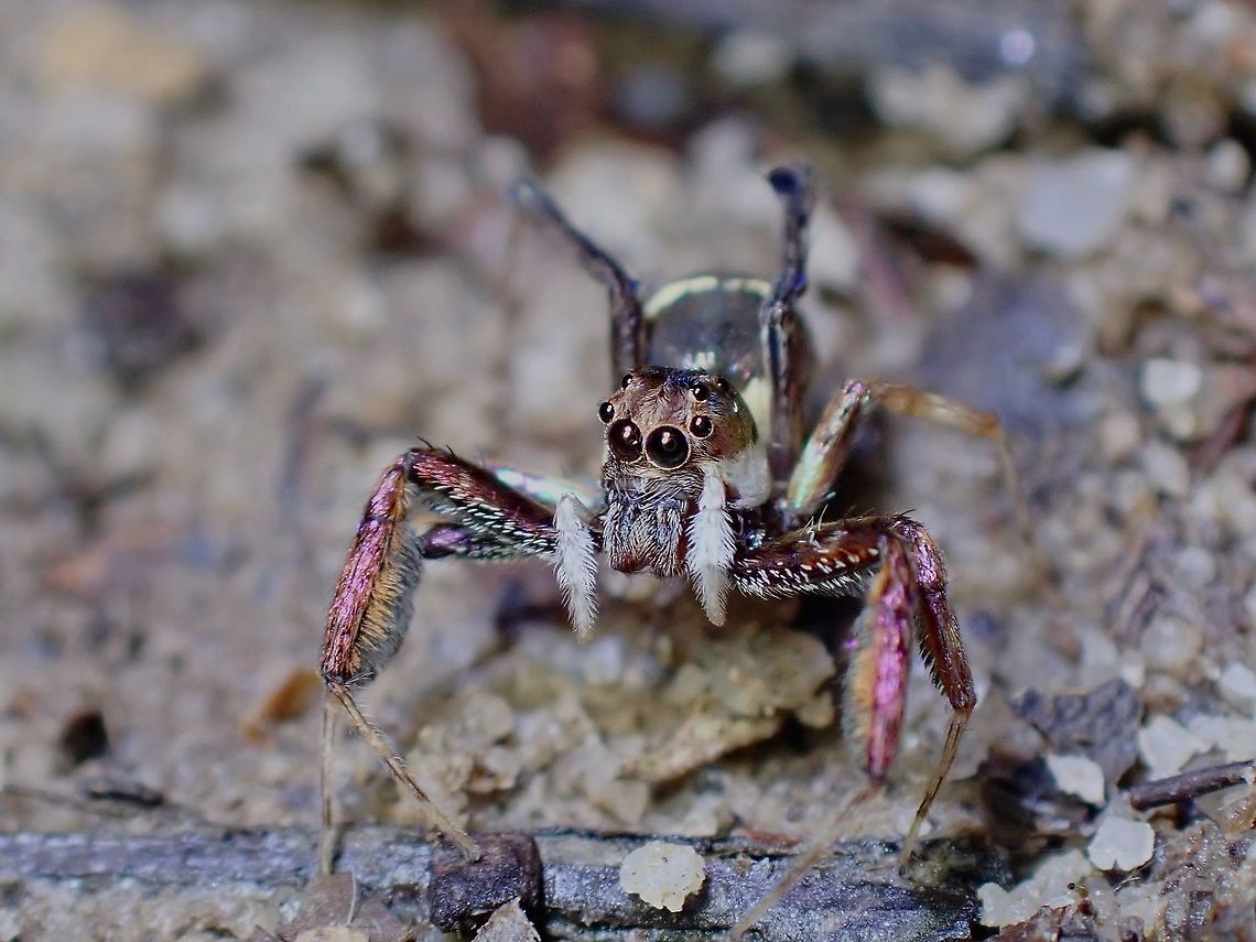 Hands Up!  Brettus cingulatus,Jumping Spider,Malaysia,Penang,Spider,Spiny-Legged Jumping Spider