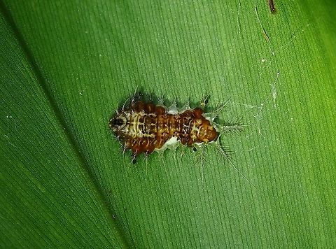Caterpillar Caterpillar of Darna trima moth Caterpillar,Darna trima,Malaysia,Moth,Penang,Slug Caterpillar Moth