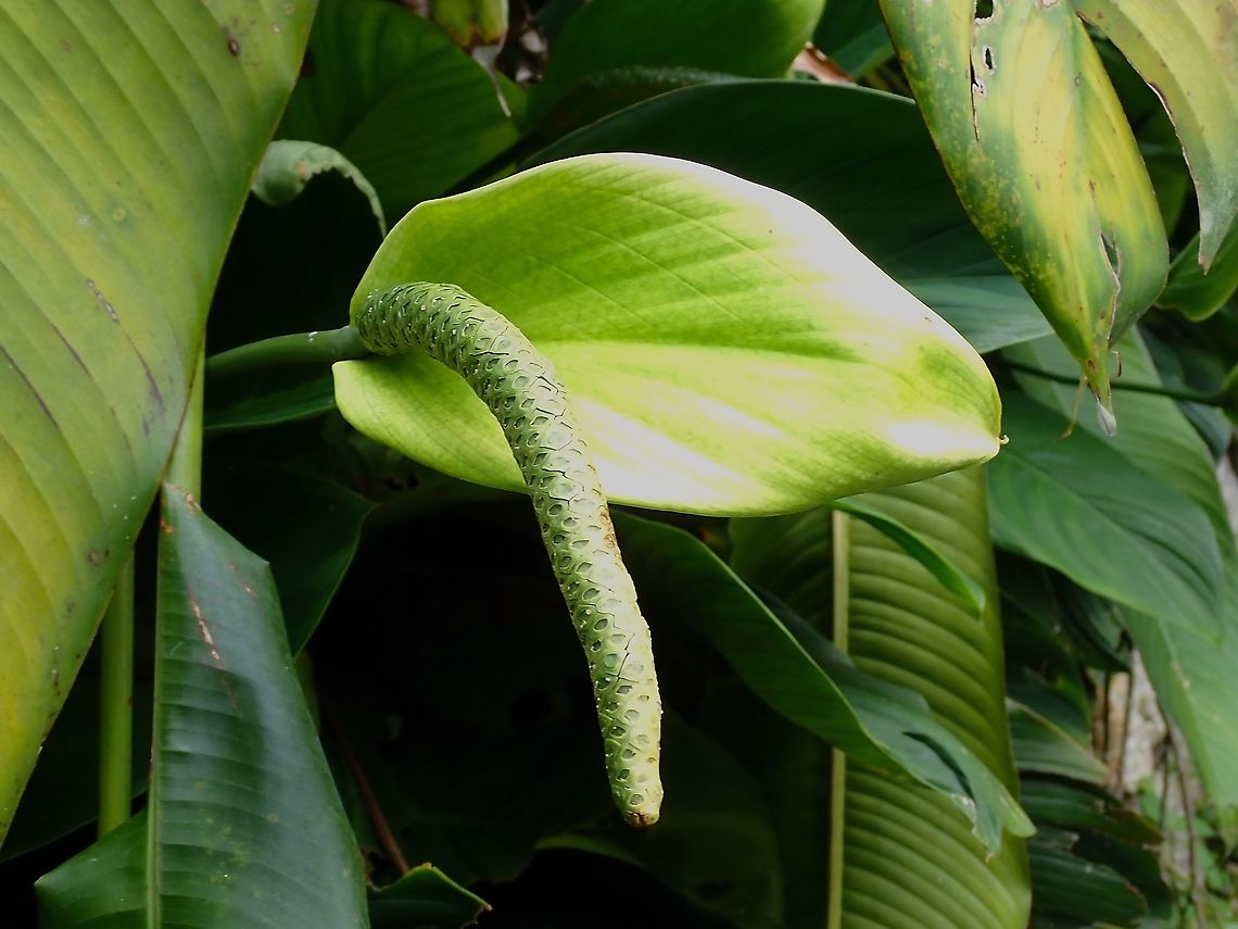 Peace Lily - Spathiphyllum wallisii  Flowers,Malaysia,Peace Lily,Penang,Spathiphyllum wallisii