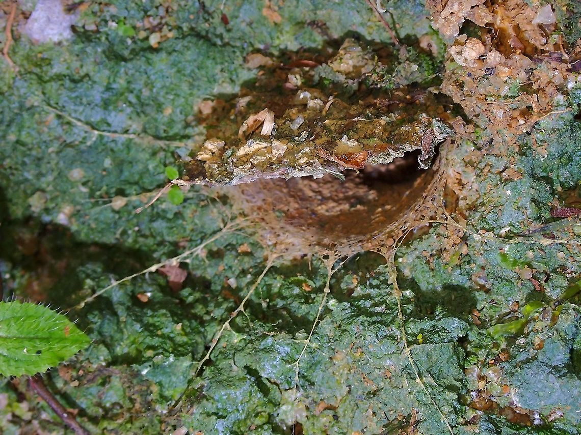 Trapdoor! Trapdoor flap and showing the 'trip wires' this spider used to hunt.<br />
When a prey crawls pass it's entrance and triggered the 'trip wires', the Spider will rush out with amazing speed to capture the prey and pulls it inside their hole to consume.<br />
<br />
The Spiders usually hunts at night time, so I had to go back at night time to hopefully see them outside their holes. Liphistius desultor,Malaysia,Penang,Segmented Spider,Spider,Trapdoor Spider