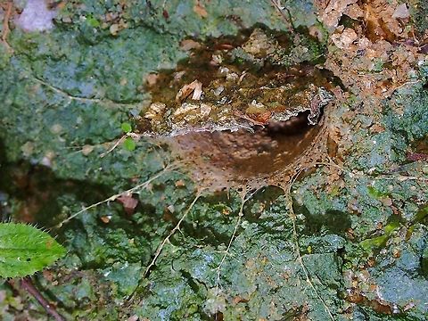 Trapdoor! Trapdoor flap and showing the 'trip wires' this spider used to hunt.
When a prey crawls pass it's entrance and triggered the 'trip wires', the Spider will rush out with amazing speed to capture the prey and pulls it inside their hole to consume.

The Spiders usually hunts at night time, so I had to go back at night time to hopefully see them outside their holes. Liphistius desultor,Malaysia,Penang,Segmented Spider,Spider,Trapdoor Spider