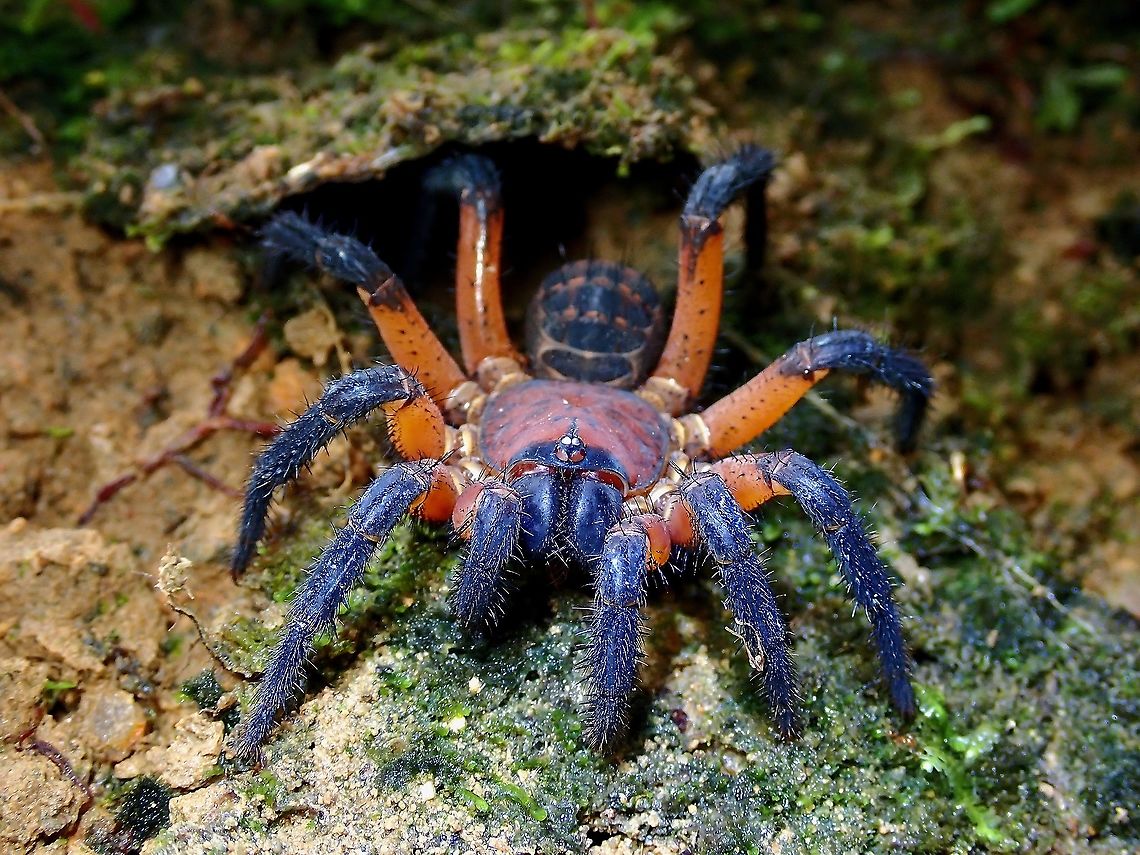 Trapdoor Spider Trapdoor Spider just outside it&#039;s hole.<br />
<br />
Used a twig to &#039;tap&#039; the trip wires and the Spider came out to investigate, so was happy to get a shot of this beautiful spider. Liphistius desultor,Malaysia,Penang,Segmented Spider,Spider,Trapdoor Spider