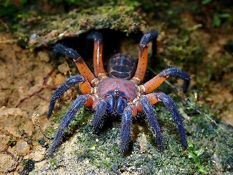 Trapdoor Spider Trapdoor Spider just outside it's hole.

Used a twig to 'tap' the trip wires and the Spider came out to investigate, so was happy to get a shot of this beautiful spider. Liphistius desultor,Malaysia,Penang,Segmented Spider,Spider,Trapdoor Spider