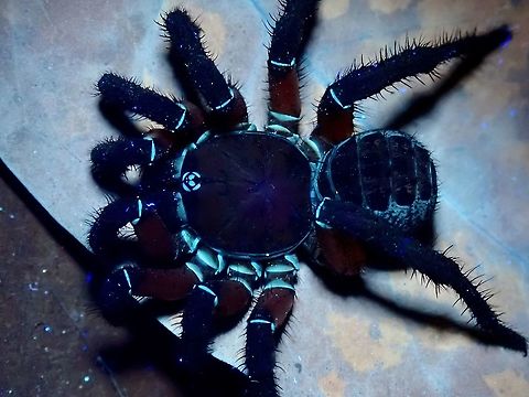 Segmented Glow! Only the leg joints and eyes glows under UV lighting. Liphistius desultor,Malaysia,Penang,Segmented Spider,Spider,Trapdoor Spider,Ultra Violet Light