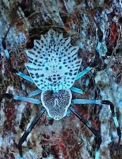 Ornamental Tree Trunk Spider - Herennia multipuncta Only the legs of the females glows under UV lighting. Coin Spider,Herennia multipuncta,Malaysia,Ornamental tree trunk spider,Penang,Spider,Ultra Violet Light