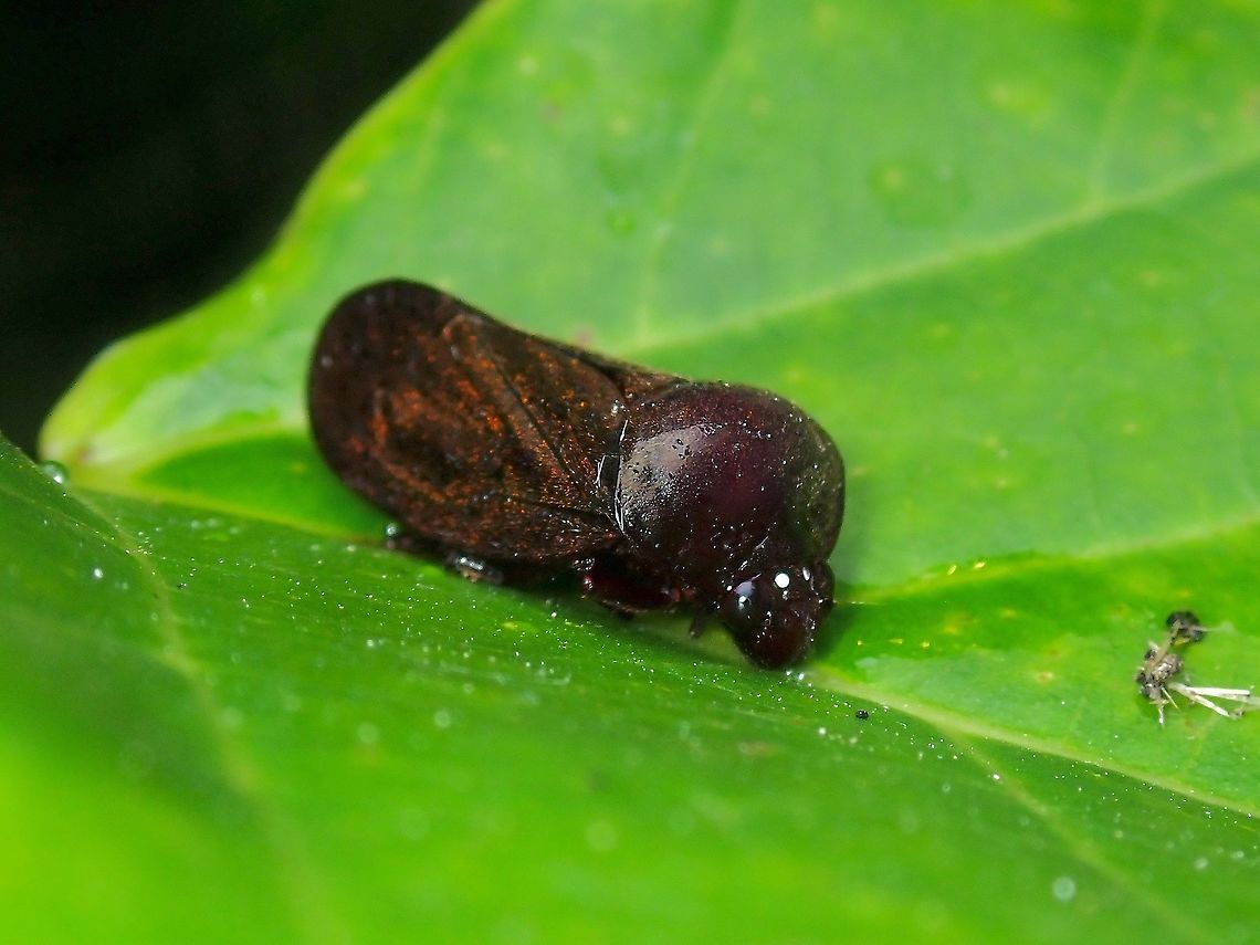 Froghopper - Ectemnonotum nigra  Ectemnonotum nigra,Froghopper,Malaysia,Penang