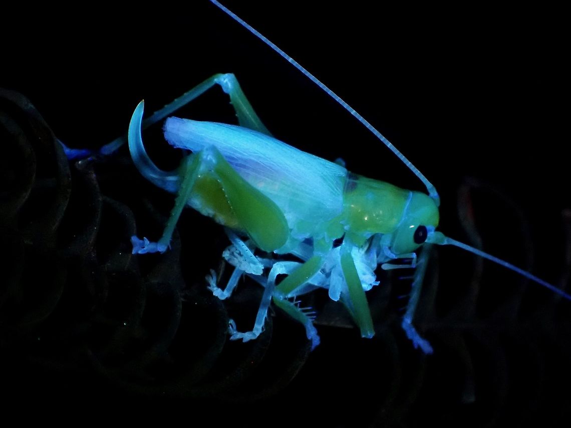 Raspy Cricket - UV <figure class="photo"><a href="https://www.jungledragon.com/image/122357/raspy_cricket_-_gryllacrididae.html" title="Raspy Cricket -  Gryllacrididae"><img src="https://s3.amazonaws.com/media.jungledragon.com/images/2994/122357_thumb.jpeg?AWSAccessKeyId=05GMT0V3GWVNE7GGM1R2&Expires=1759968010&Signature=OHTLLDOhFmZ595P4EecrTWXGeks%3D" width="200" height="150" alt="Raspy Cricket -  Gryllacrididae Newly moulted to adult, nearly finsihing eating it&#039;s old skin. Cricket,Gryllacrididae,Malaysia,Penang,Raspy Cricket" /></a></figure> Cricket,Gryllacrididae,Malaysia,Penang,Raspy Cricket,Ultra Violet Light
