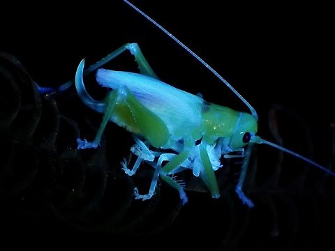 Raspy Cricket - UV https://www.jungledragon.com/image/122357/raspy_cricket_-_gryllacrididae.html Cricket,Gryllacrididae,Malaysia,Penang,Raspy Cricket,Ultra Violet Light