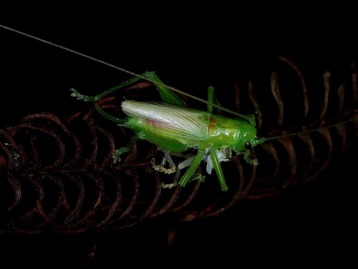 Raspy Cricket -  Gryllacrididae Newly moulted to adult, nearly finsihing eating it&#039;s old skin. Cricket,Gryllacrididae,Malaysia,Penang,Raspy Cricket