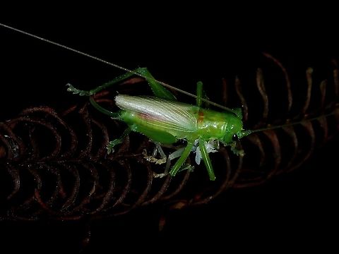 Raspy Cricket -  Gryllacrididae Newly moulted to adult, nearly finsihing eating it's old skin. Cricket,Gryllacrididae,Malaysia,Penang,Raspy Cricket