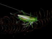 Raspy Cricket -  Gryllacrididae Newly moulted to adult, nearly finsihing eating it's old skin. Cricket,Gryllacrididae,Malaysia,Penang,Raspy Cricket