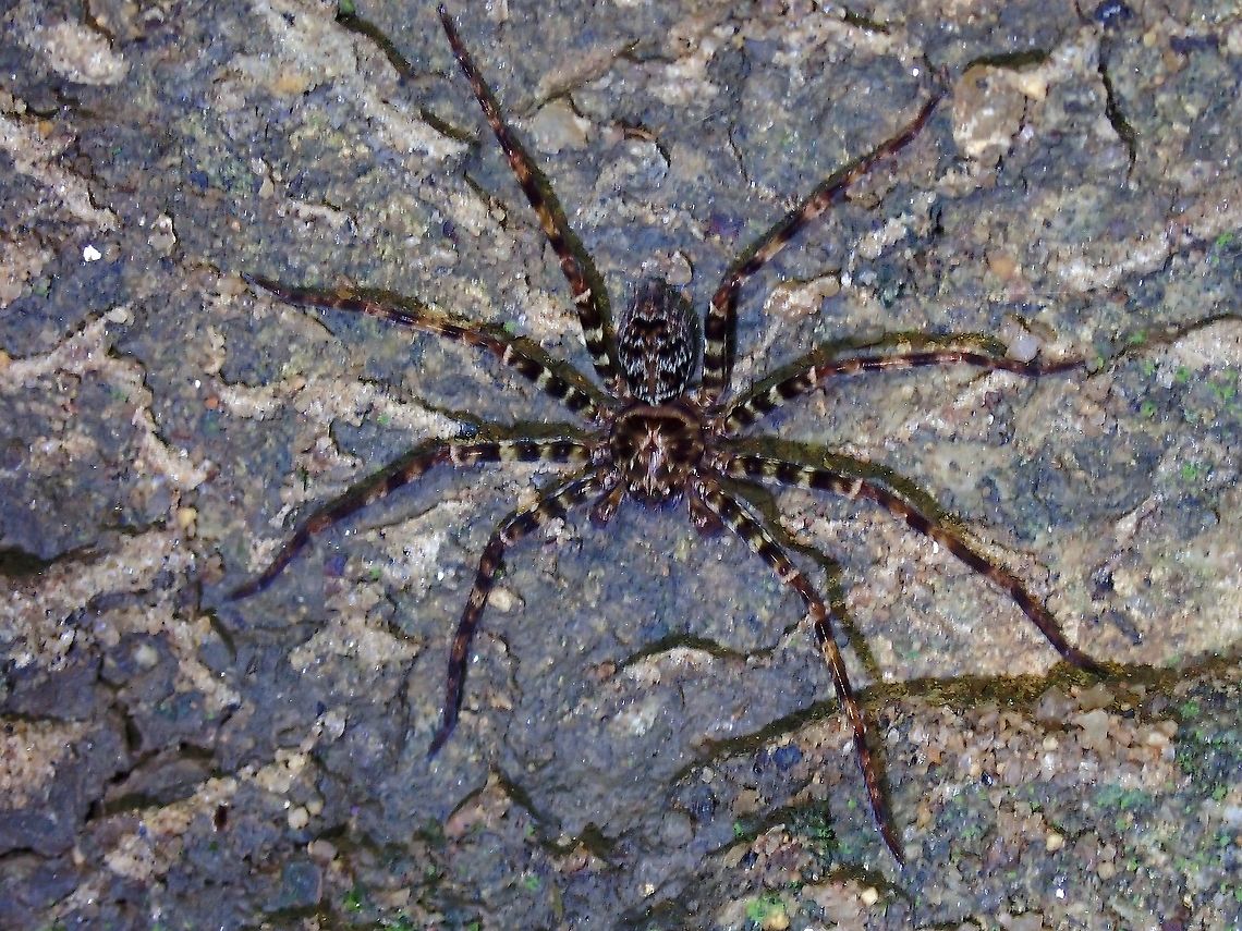 Huntsman Spider - Heteropoda lunula  Heteropoda lunula,Huntsman Spider,Malaysia,Penang,Spider