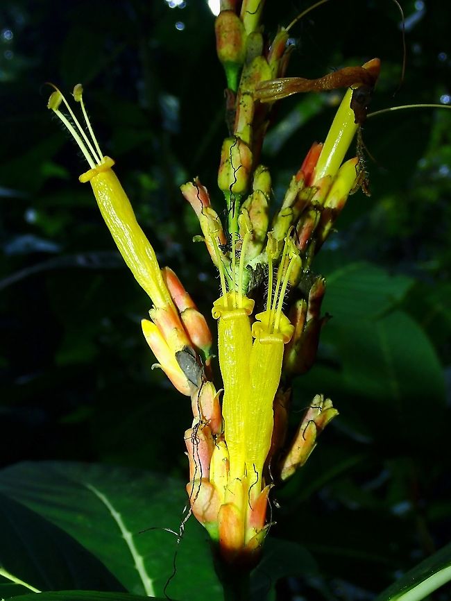 Flowers - Sanchezia parvibracteata  Flowers,Malaysia,Penang,Sanchezia parvibracteata