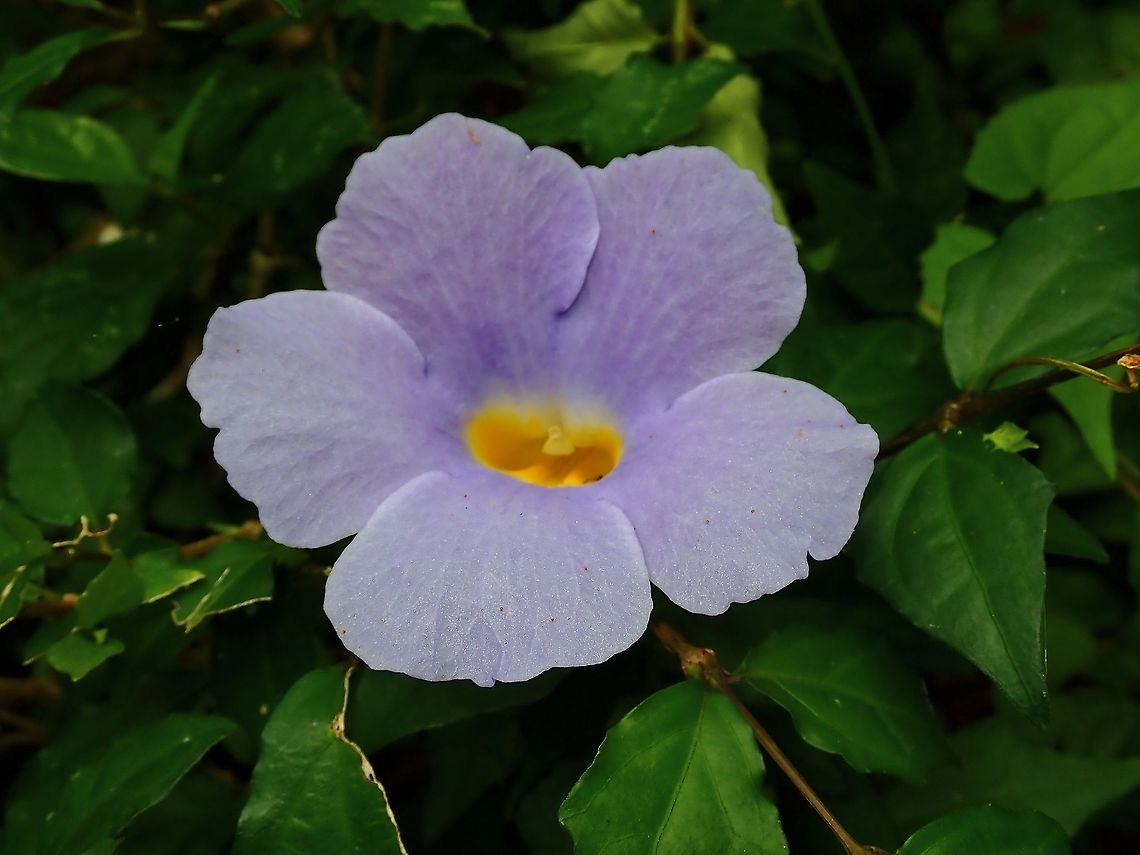 Bush Thunbergia - Thunbergia erecta  Bush Thunbergia,Bush clock vine,Flowers,Malaysia,Penang,Thunbergia erecta