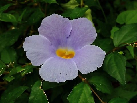 Bush Thunbergia - Thunbergia erecta  Bush Thunbergia,Bush clock vine,Flowers,Malaysia,Penang,Thunbergia erecta
