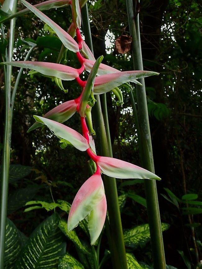 Lobster Claw Heliconia - Heliconia bihai  Flowers,Heliconia bihai,Lobster Claw Heliconia,Malaysia,Penang,Plant,Red palulu