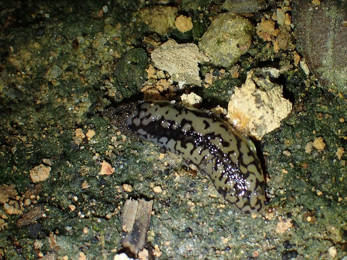Mantleslug - Meghimatium pictum  Malaysia,Mantleslug,Meghimatium pictum,Penang,slug