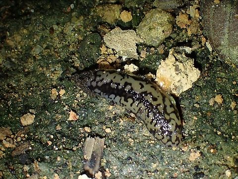 Mantleslug - Meghimatium pictum  Malaysia,Mantleslug,Meghimatium pictum,Penang,slug