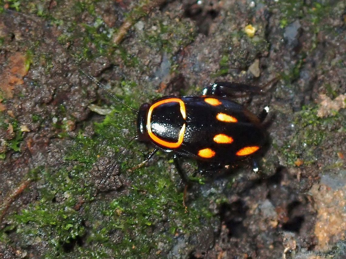 Not a Pest!  Cockroach,Malaysia,Penang,Sundablatta sexpunctata,Wood Cockroach