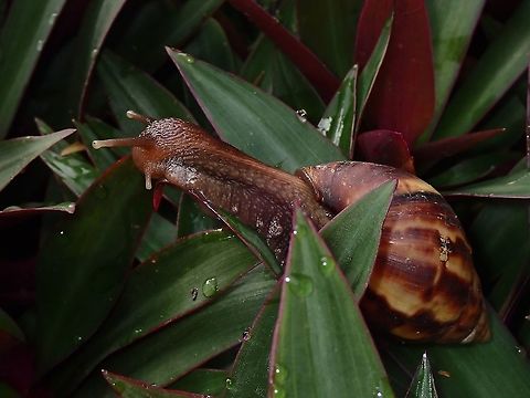 Garden Pest!  Giant African Land Snail,Giant Snail,Lissachatina fulica,Malaysia,Penang,Snail