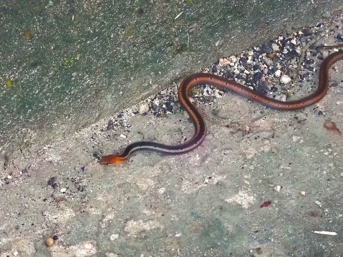 Black-Headed Collared Snake - Sibynophis melanocephalus  Black-Headed Collared Snake,Malaysia,Penang,Sibynophis melanocephalus,Snake
