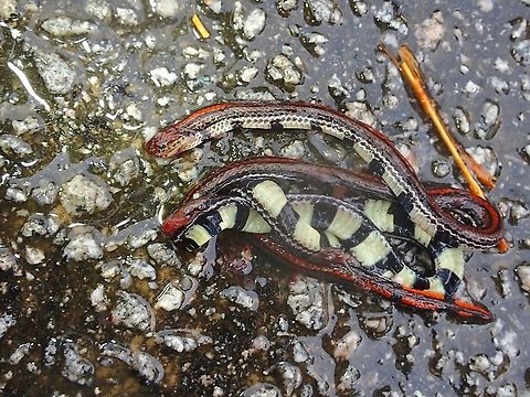 Road kill :( Seen dead in the middle of the road :( Banded Malaysian Coral Snake,Calliophis intestinalis,Coral Snake,Malaysia,Penang,Snake