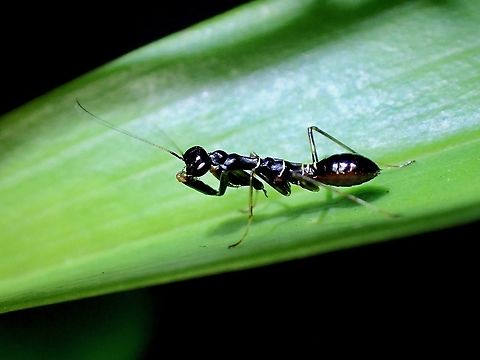 Asian Ant Mantis - Odontomantis planiceps  Asian Ant Mantis,Malaysia,Mantis,Odontomantis planiceps,Penang,Praying Mantis