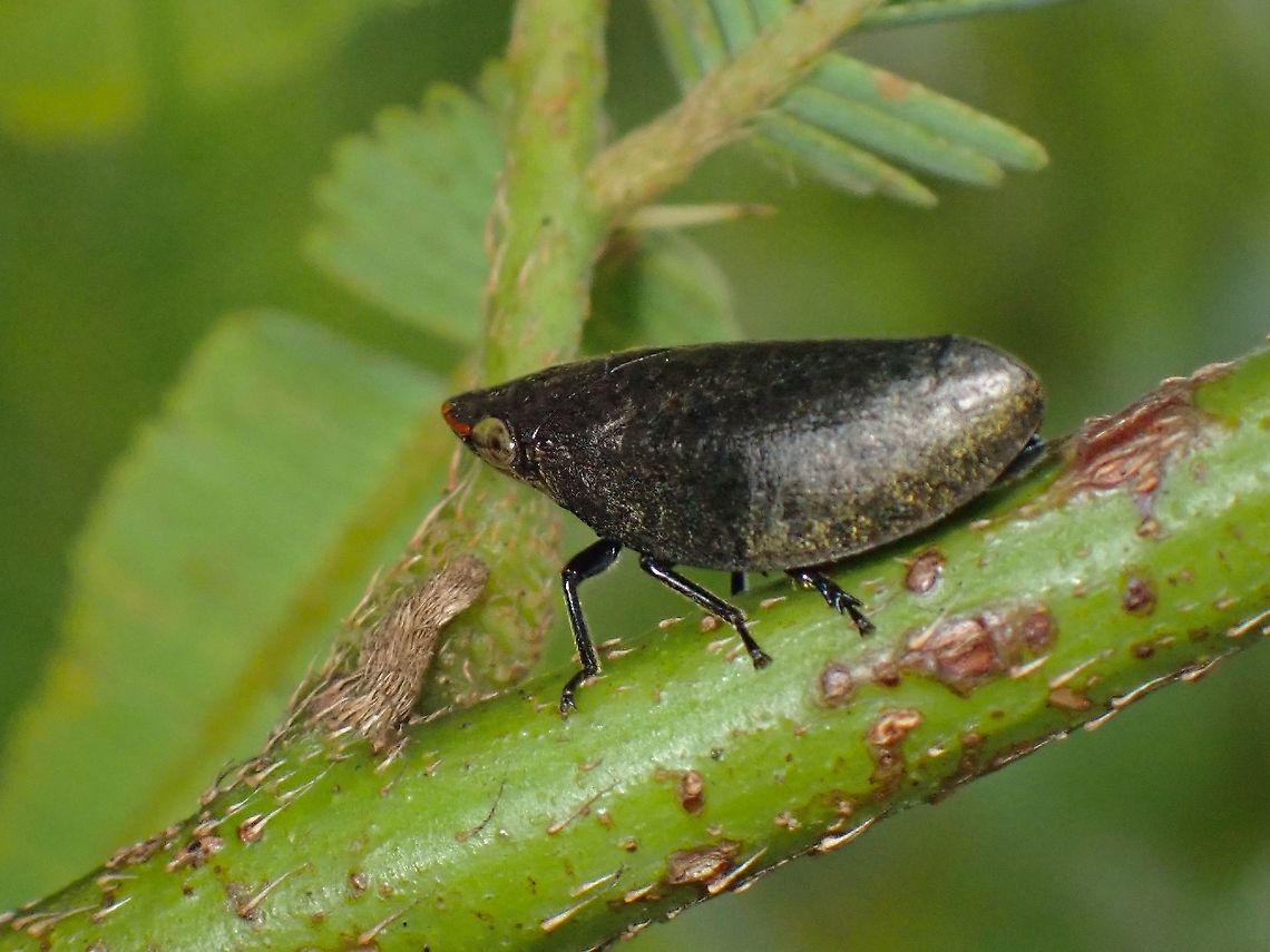 Spittlebug - Plinia ampla  Malaysia,Penang,Plinia ampla,Spittlebug