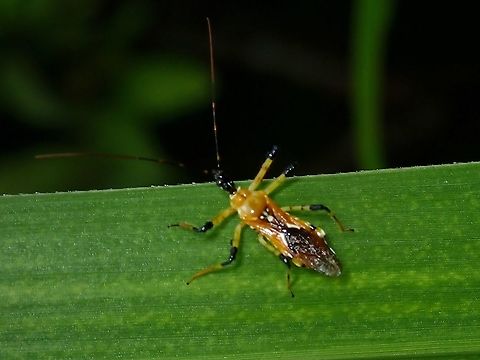 Assassin Bug - Cosmolestes picticeps  Assassin Bug,Cosmolestes picticeps,Malaysia,Penang