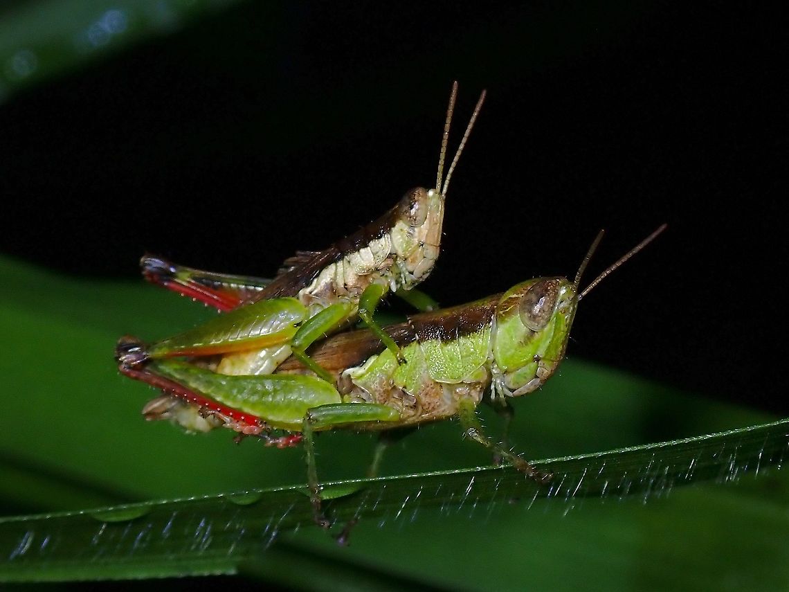 Short-Winged Rice Grasshopper - Pseudoxya diminuta  Grasshopper,Malaysia,Penang,Pseudoxya,Pseudoxya diminuta,Short-Winged Rice Grasshopper