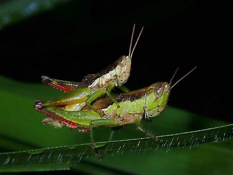 Short-Winged Rice Grasshopper - Pseudoxya diminuta  Grasshopper,Malaysia,Penang,Pseudoxya,Pseudoxya diminuta,Short-Winged Rice Grasshopper