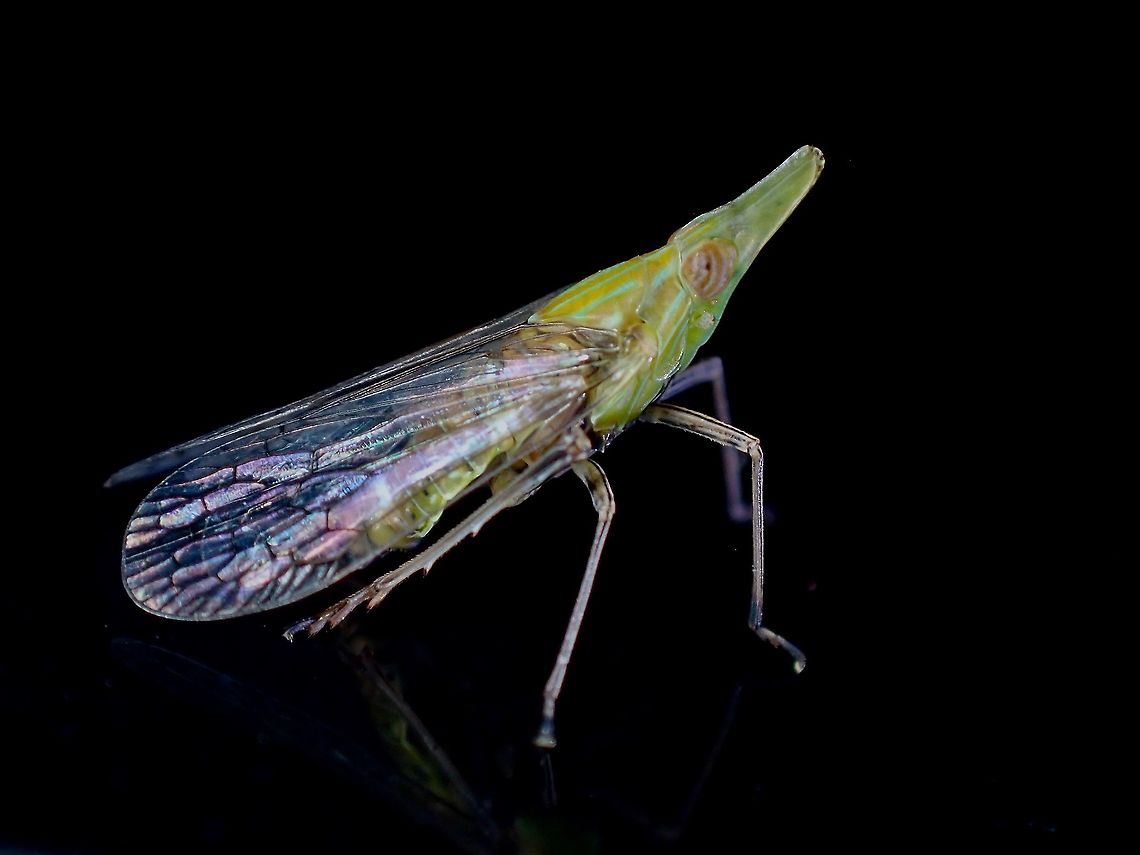 Dictyopharid Pkanthopper - Raivuna nakanonis  Dictyopharid Planthopper,Hopper,Malaysia,Penang,Planthopper,Raivuna nakanonis