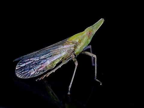 Dictyopharid Pkanthopper - Raivuna nakanonis  Dictyopharid Planthopper,Hopper,Malaysia,Penang,Planthopper,Raivuna nakanonis